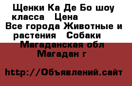 Щенки Ка Де Бо шоу класса › Цена ­ 60 000 - Все города Животные и растения » Собаки   . Магаданская обл.,Магадан г.